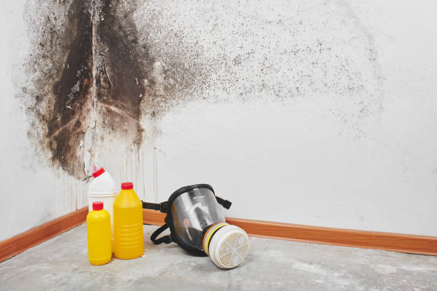 Best Local Mold Removal Service  in Jewett City, CT