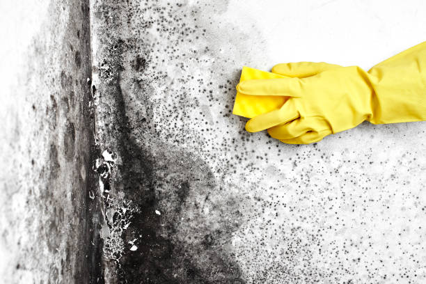 Best Mold Removal Process  in Jewett City, CT