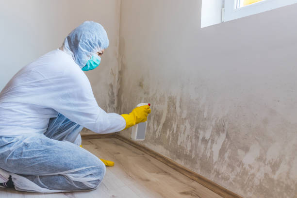 Mold Removal Process in Jewett City, CT