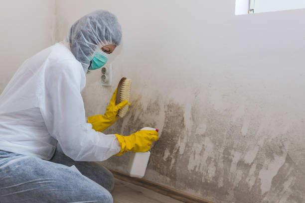Best Mold Cleaning Services  in Jewett City, CT