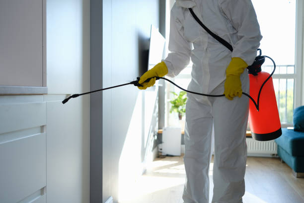Best Fast Mold Removal  in Jewett City, CT