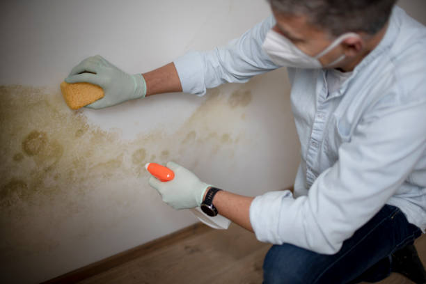 Best Crawl Space Mold Removal  in Jewett City, CT