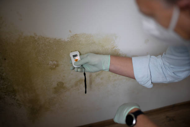 Attic Mold Removal in Jewett City, CT