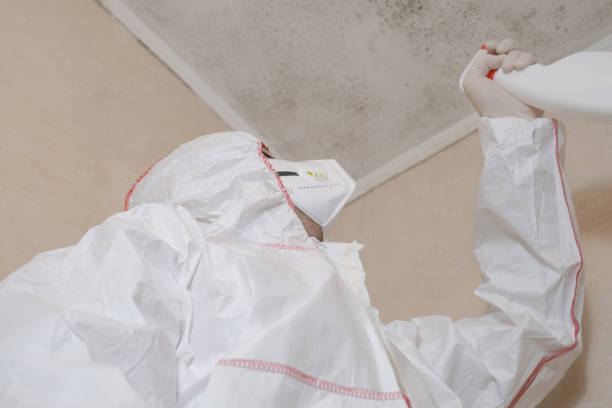 Best Mold Testing and Removal  in Jewett City, CT