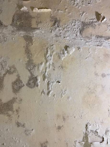 Professional Mold Removal in Jewett City, CT