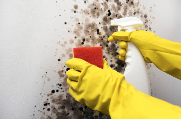 Best Local Mold Removal Service  in Jewett City, CT