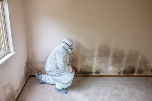 Best Mold Cleaning Services  in Jewett City, CT