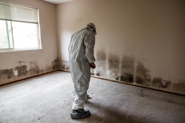 Best Affordable Mold Removal  in Jewett City, CT