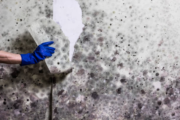 Best Office Mold Removal Services  in Jewett City, CT