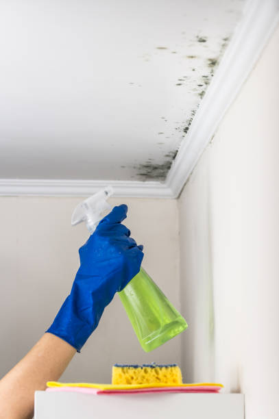 Best Crawl Space Mold Removal  in Jewett City, CT