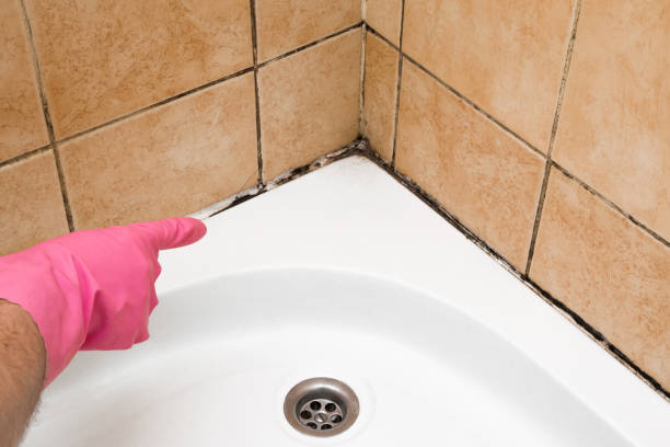  Jewett City, CT Mold Removal Pros